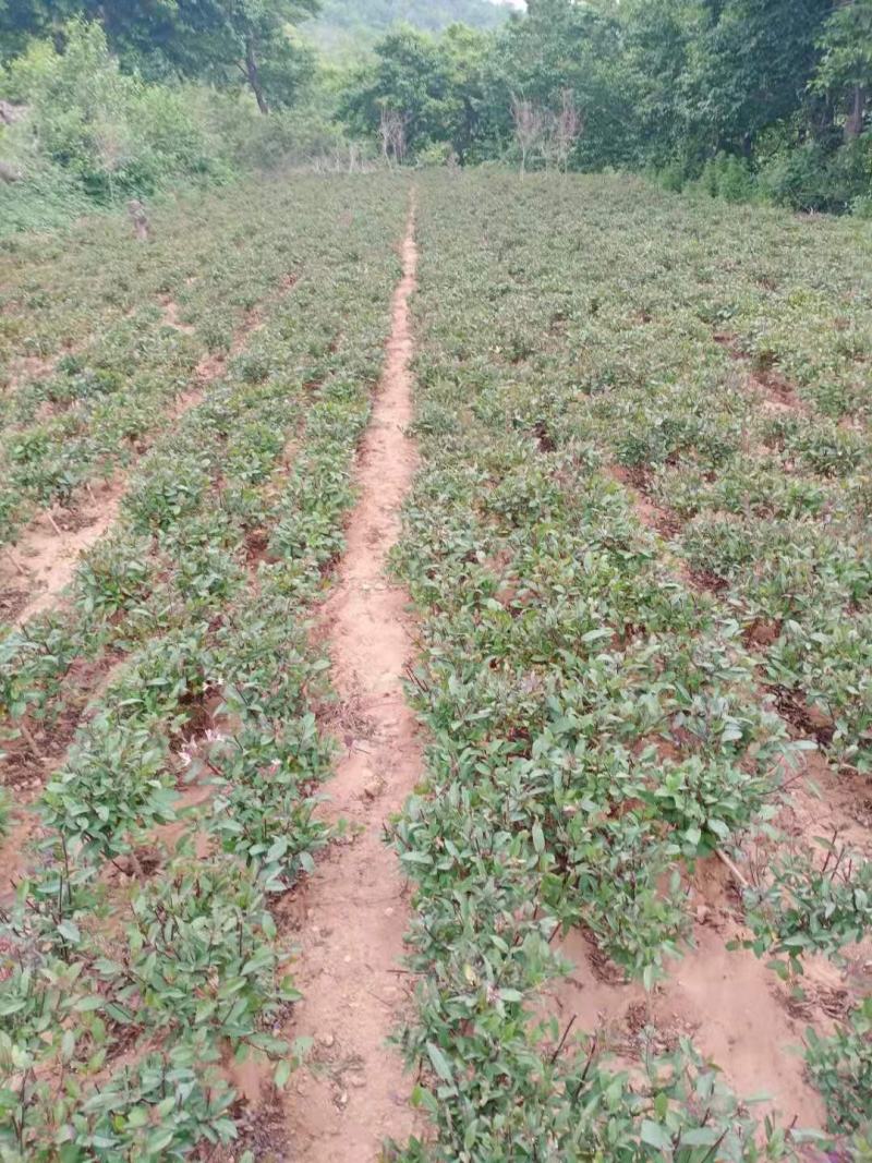 四季金银花苗红白双色盆栽裸根