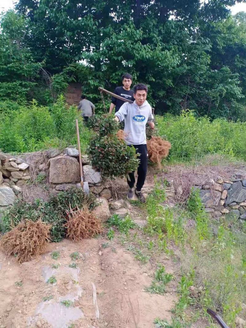 四季金银花苗红白双色盆栽裸根