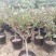 四季金银花苗红白双色盆栽裸根