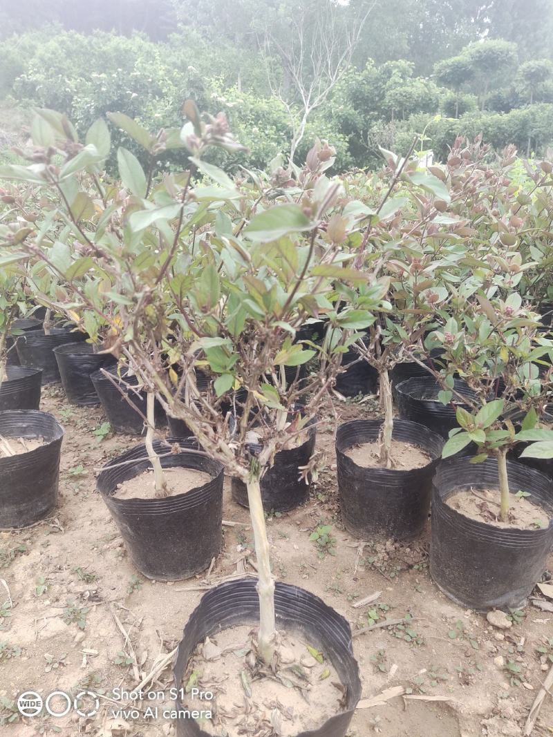 四季金银花苗红白双色盆栽裸根