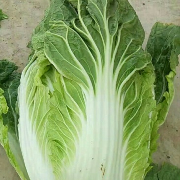 大白菜个头匀称，叶绿黄心新鲜货