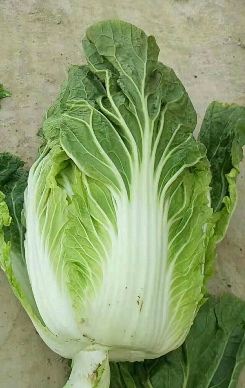 大白菜个头匀称，叶绿黄心新鲜货