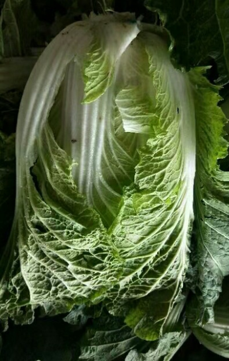 大白菜个头匀称，叶绿黄心新鲜货