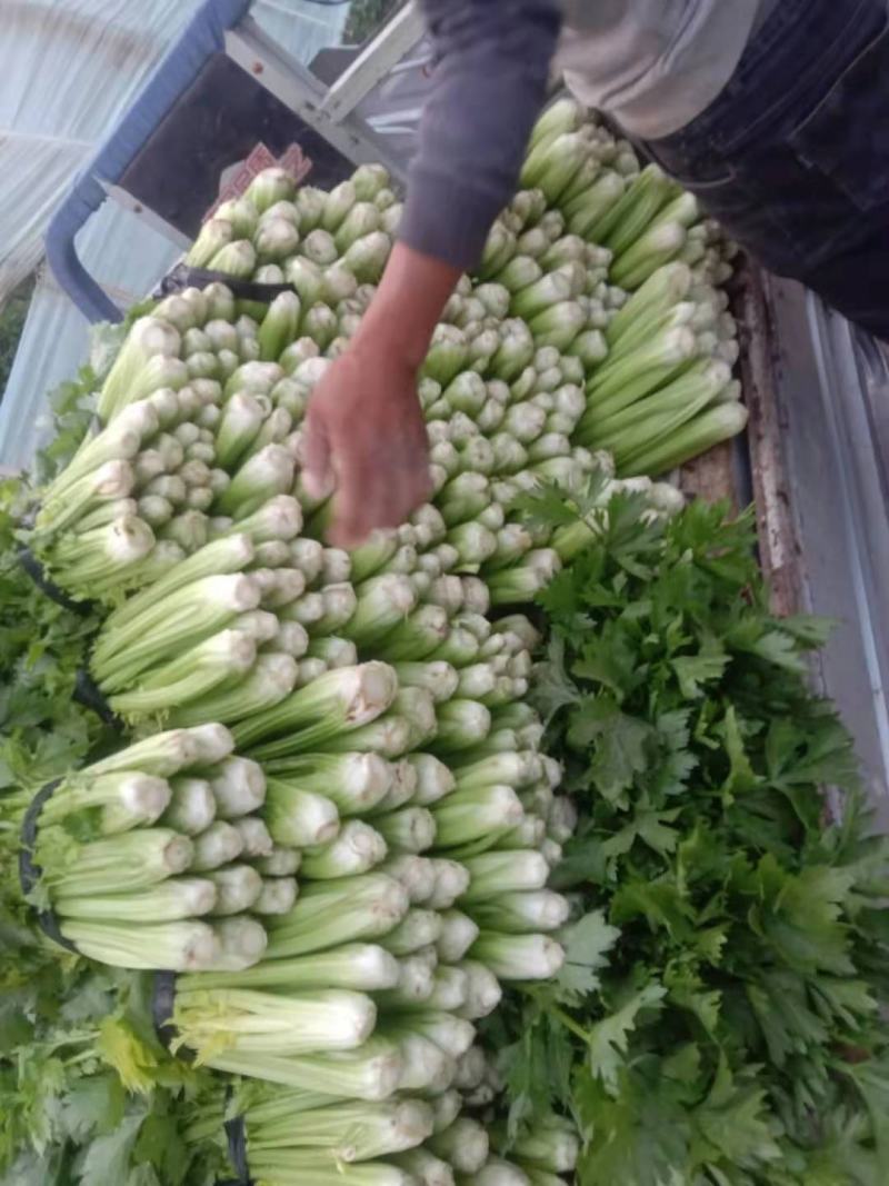 芹菜