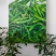爱马仕辣椒，新苗精品