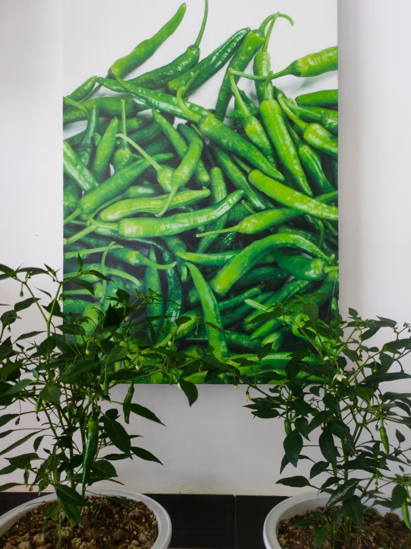 爱马仕辣椒，新苗精品