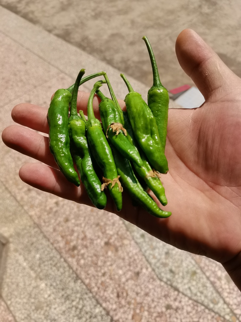爱马仕辣椒，新苗精品