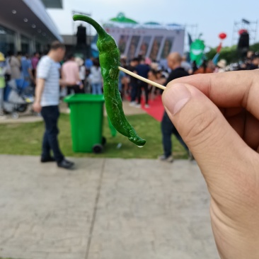 爱马仕辣椒，新苗精品