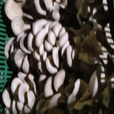 头茬