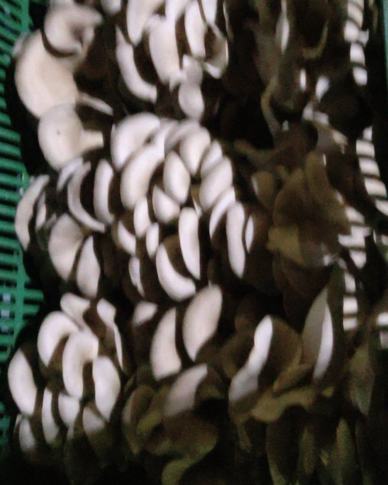 头茬