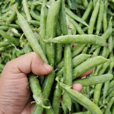 青豌豆荚，长寿仁豌豆荚，甜豌豆
