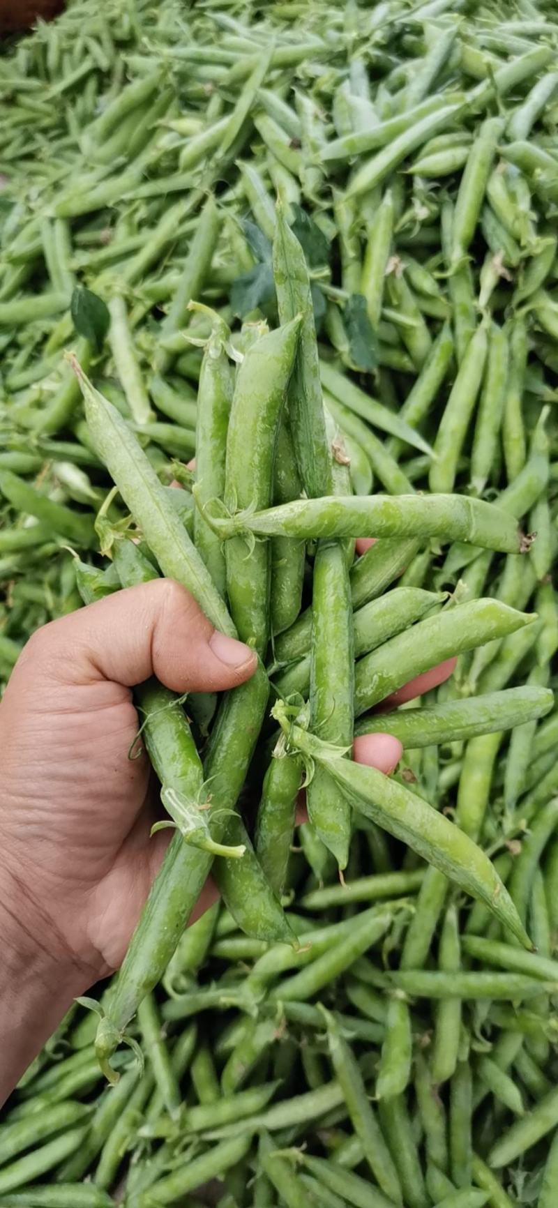 青豌豆荚，长寿仁豌豆荚，甜豌豆