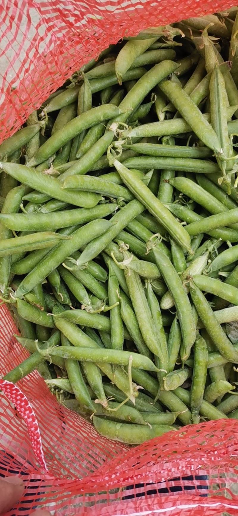 青豌豆荚，长寿仁豌豆荚，甜豌豆