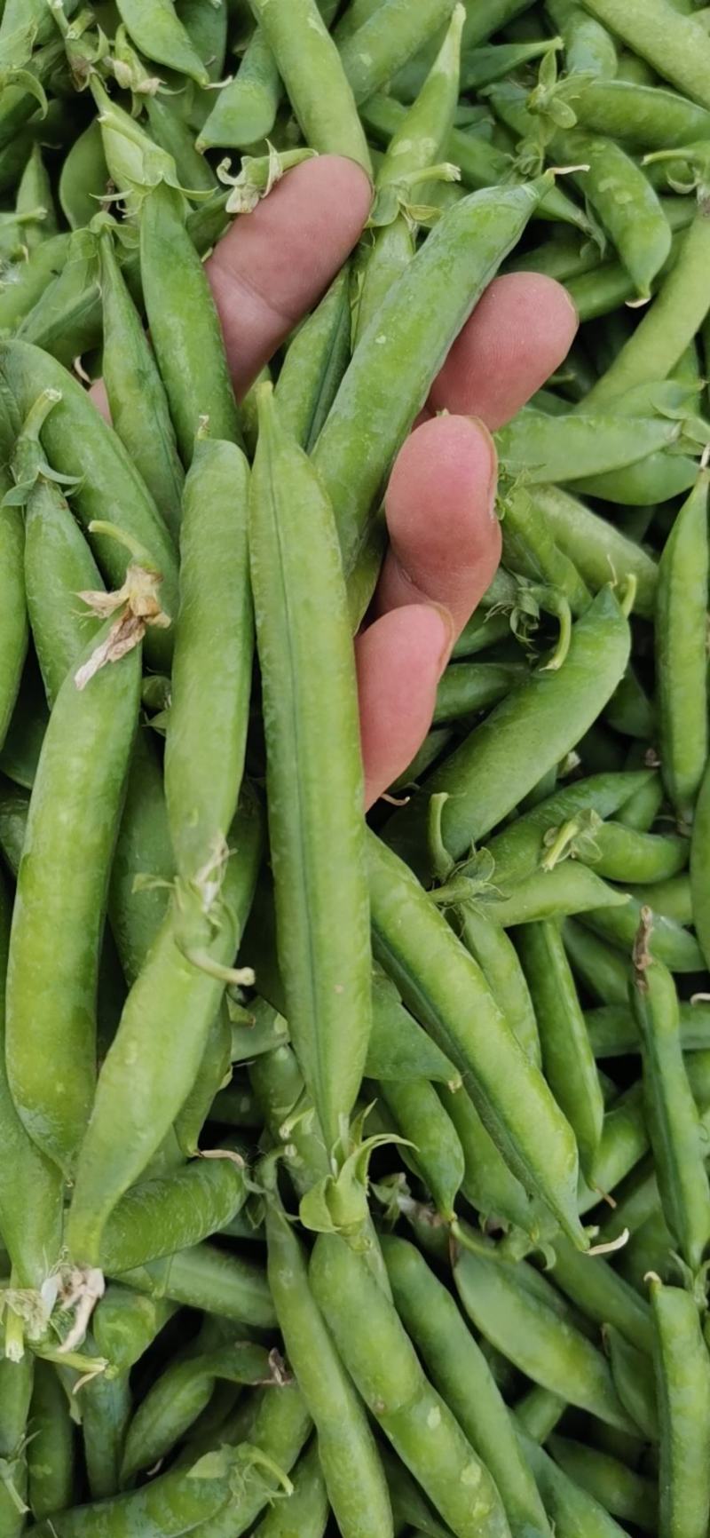 青豌豆荚，长寿仁豌豆荚，甜豌豆
