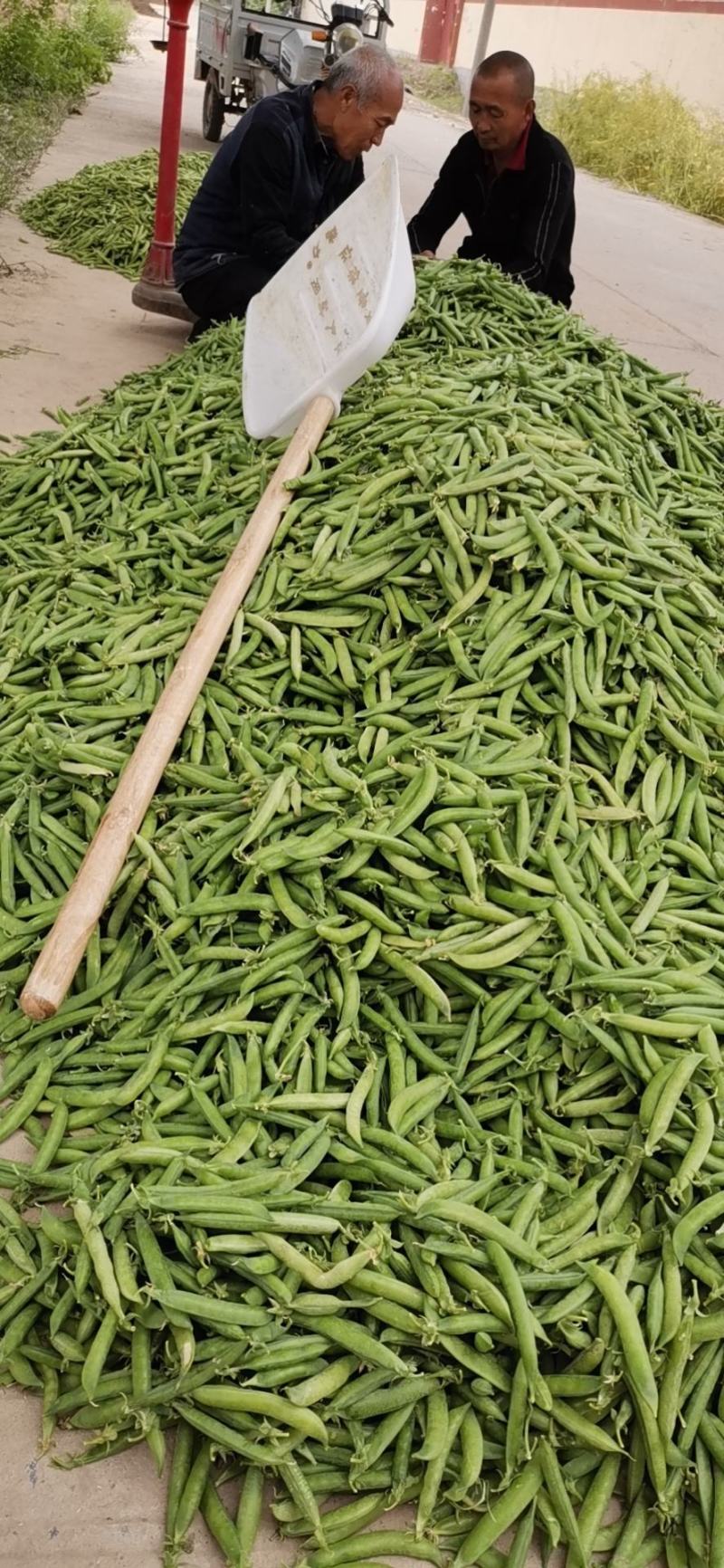 青豌豆荚，长寿仁豌豆荚，甜豌豆