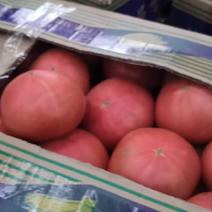 硬粉软粉西红柿大量上市