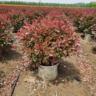 基地直供优质红叶石楠球，红叶石楠规格齐全，球形优美