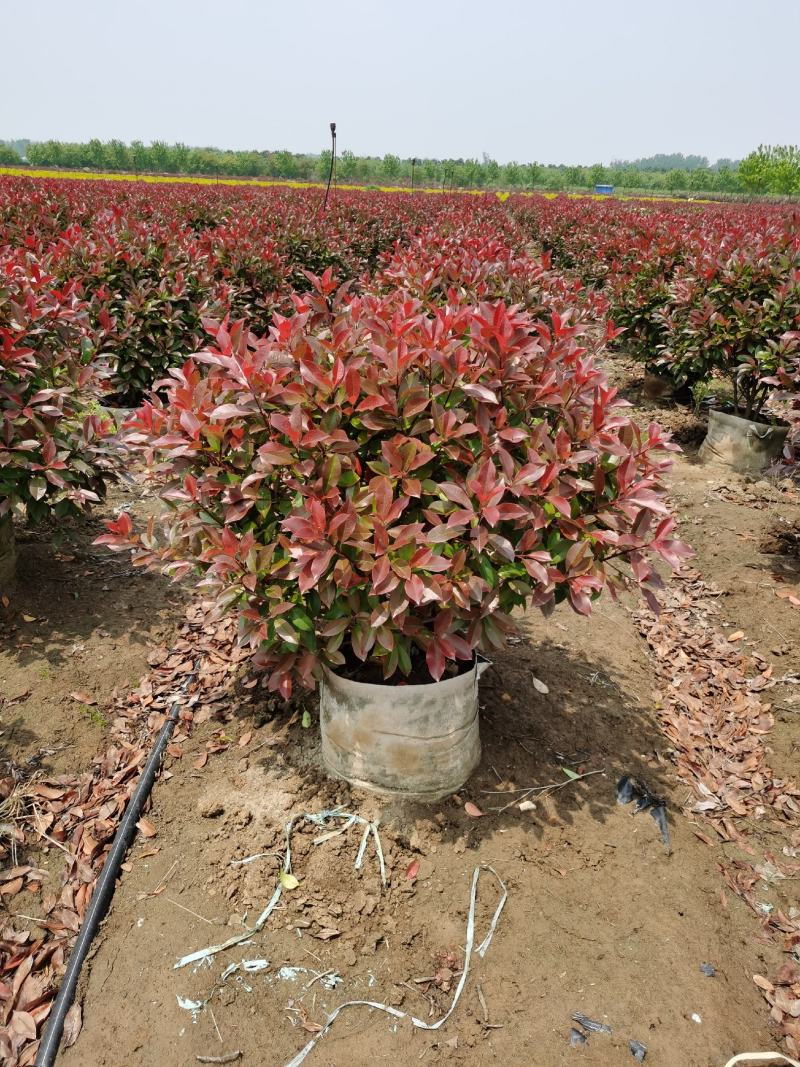 基地直供优质红叶石楠球，红叶石楠规格齐全，球形优美