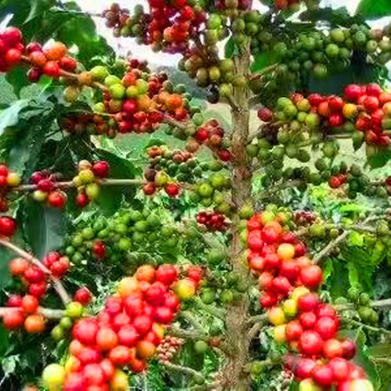 新采咖啡豆种子咖啡树种子日常饮用植物种子阳台观赏盆栽