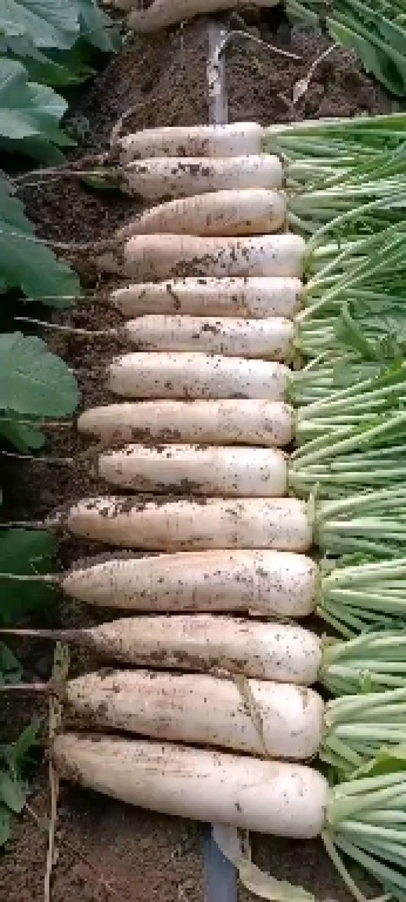 精品白萝卜