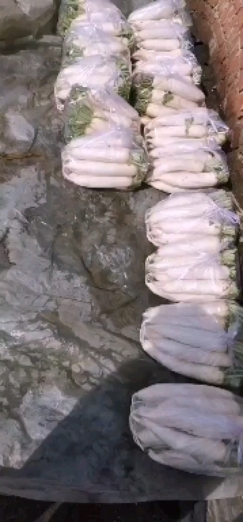 精品白萝卜