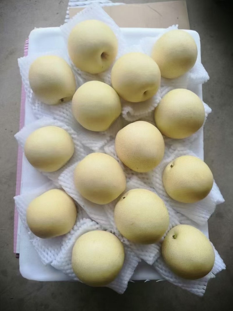 冷库精品河北深州皇冠水晶梨，精品皇冠梨，量大优惠