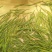 安吉白茶礼盒款100克装2罐装