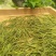 安吉白茶礼盒款100克装2罐装