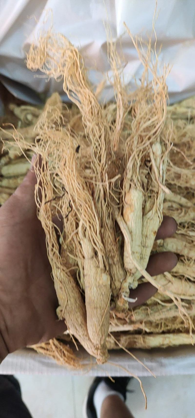 人参，正宗产地东北参，滋补养生佳品，可免费磨粉压片。