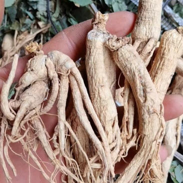 人参，正宗产地东北参，滋补养生佳品，可免费磨粉压片。
