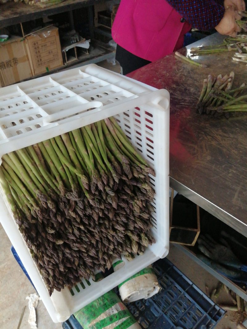 千亩芦笋基地，平均日产商品标准芦笋四千斤左右