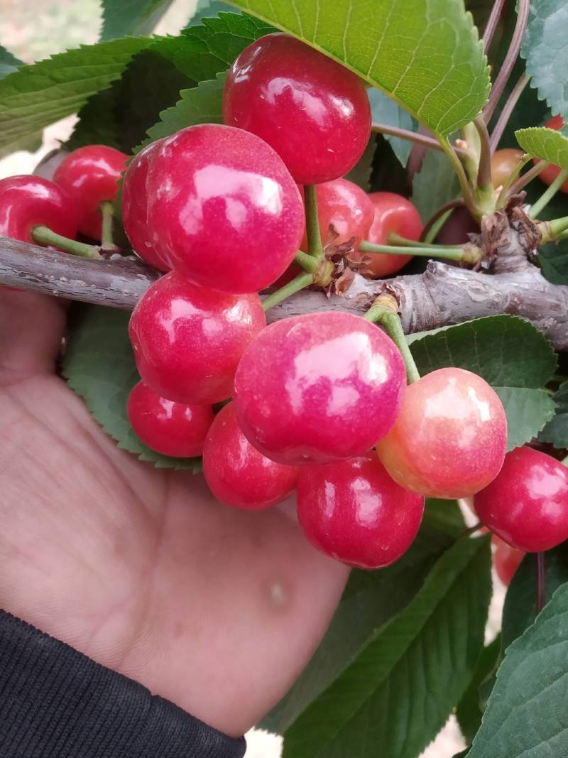 樱桃