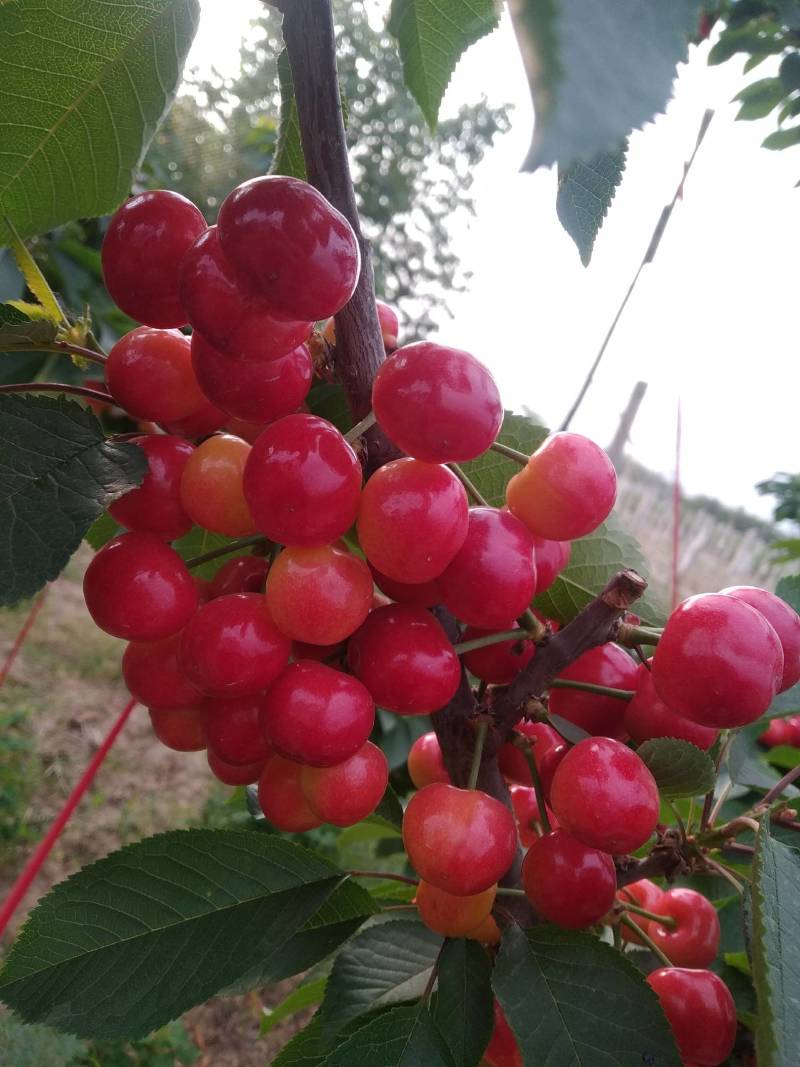 樱桃