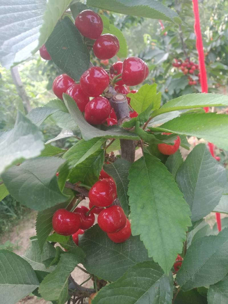 樱桃