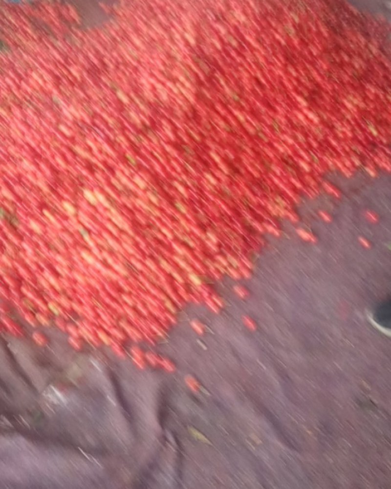 大樱桃