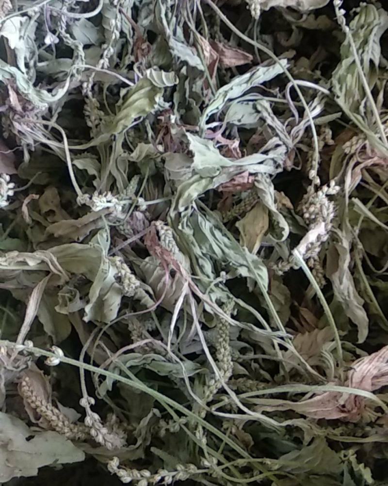 【好货】野生车前草新鲜干货，量大从优货源稳，干净无杂物