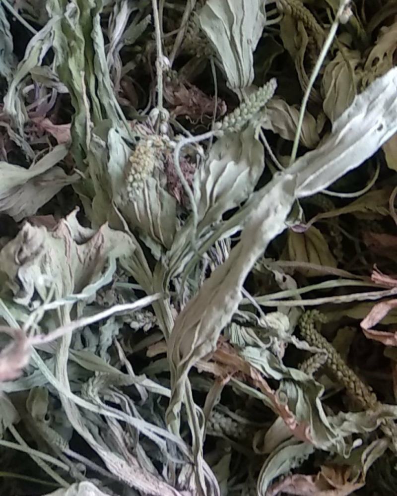 【好货】野生车前草新鲜干货，量大从优货源稳，干净无杂物