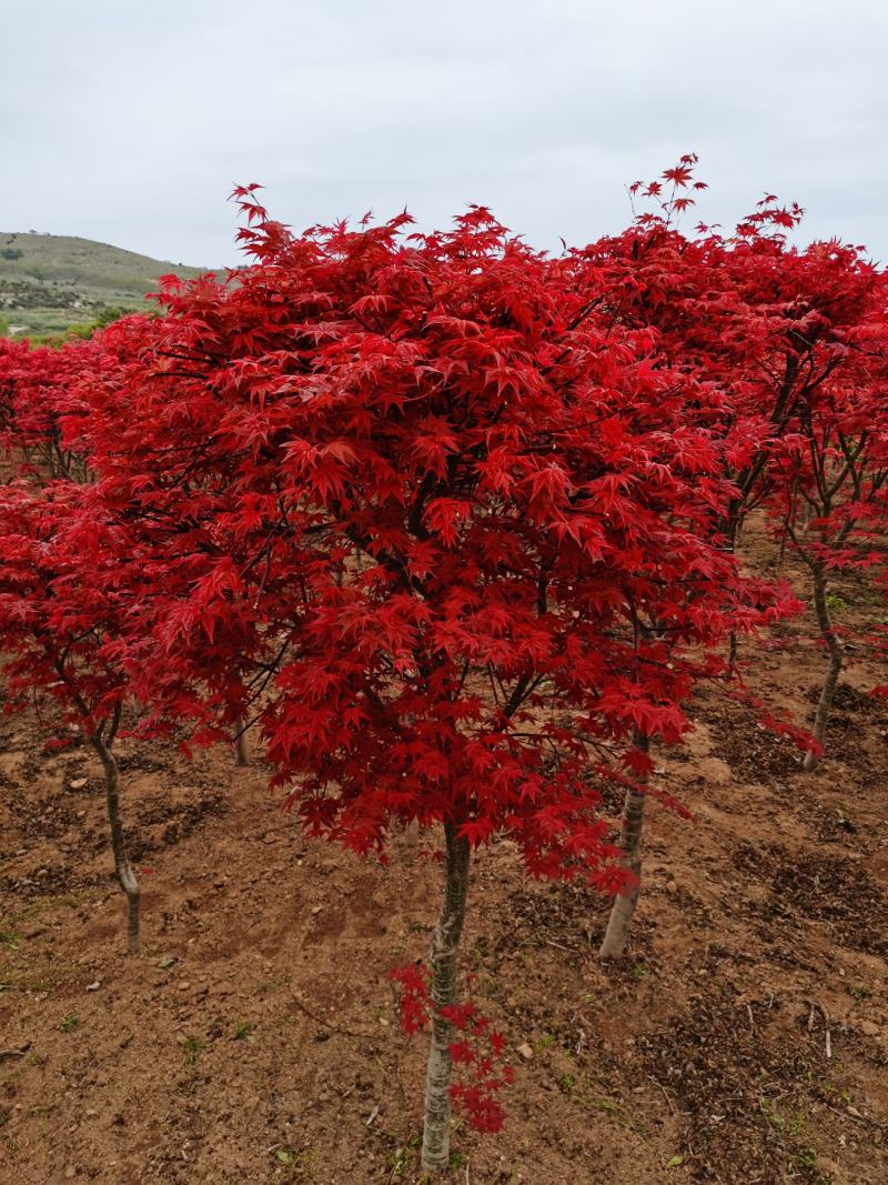 红枫庭院绿化景观树红舞姬盆景红枫庭院绿化红舞姬