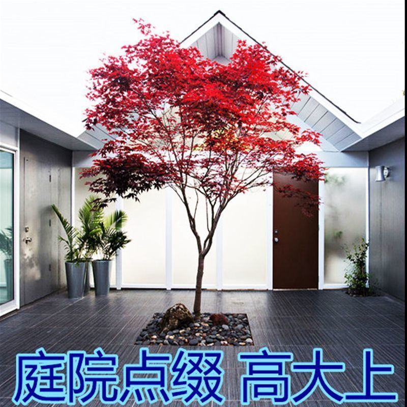 红枫庭院绿化景观树红舞姬盆景红枫庭院绿化红舞姬