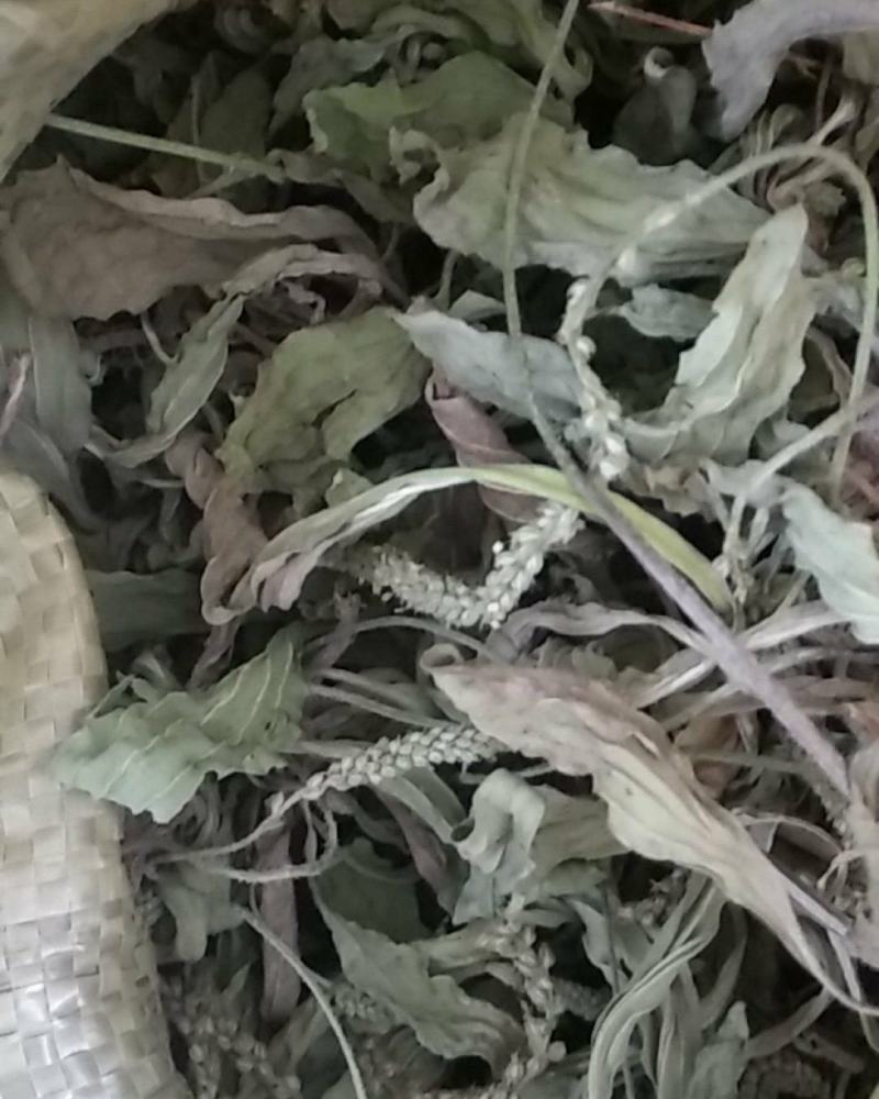 【好货】野生车前草新鲜干货，量大从优货源稳，干净无杂物