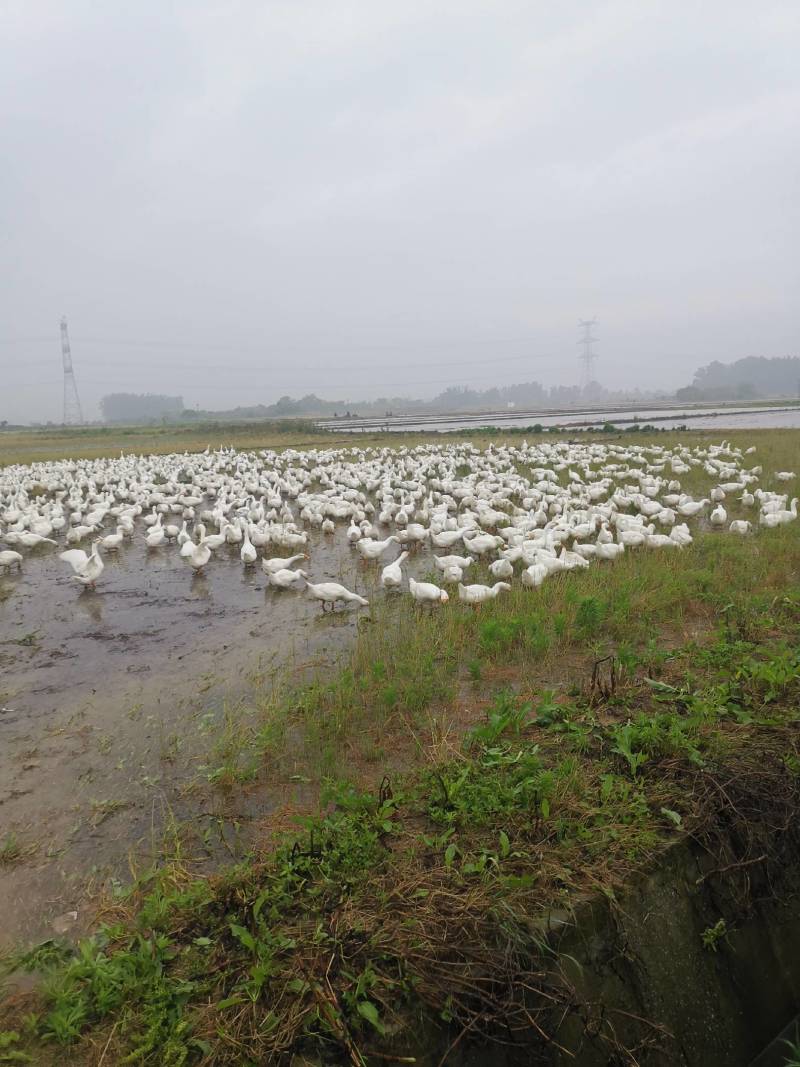 精品大鹅，湖北放养草籽鹅，黄皮黄油黄嘴，纯放养肉质好