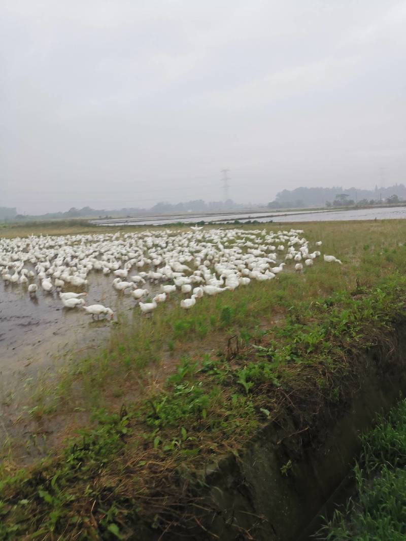 精品大鹅，湖北放养草籽鹅，黄皮黄油黄嘴，纯放养肉质好