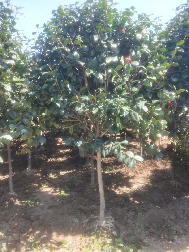 耐冬树山茶花室外越冬品种庭院绿化种植