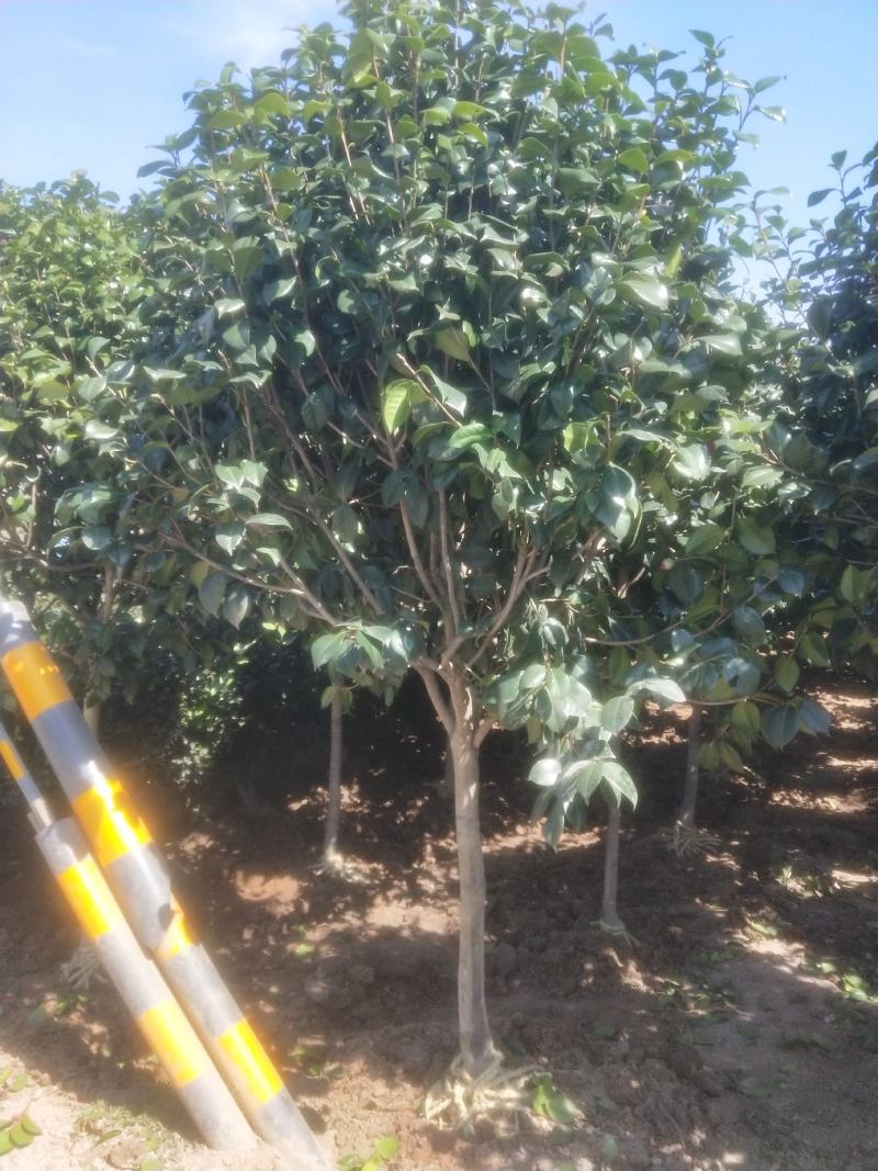 耐冬树山茶花室外越冬品种庭院绿化种植