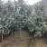 耐冬树山茶花室外越冬品种庭院绿化种植