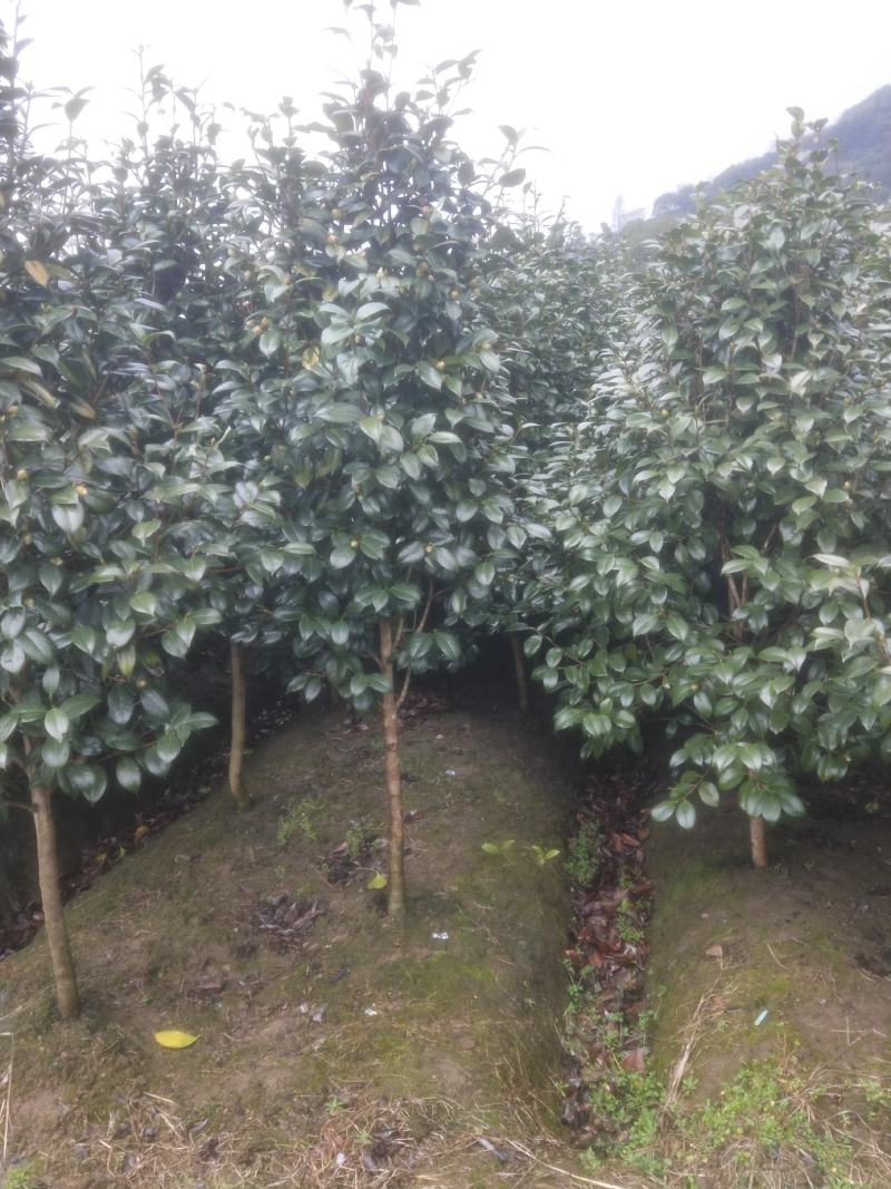 耐冬树山茶花室外越冬品种庭院绿化种植