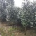 耐冬树山茶花室外越冬品种庭院绿化种植
