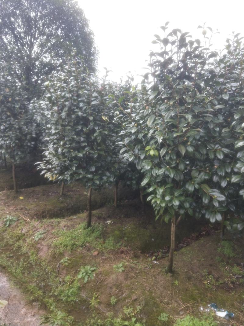 耐冬树山茶花室外越冬品种庭院绿化种植