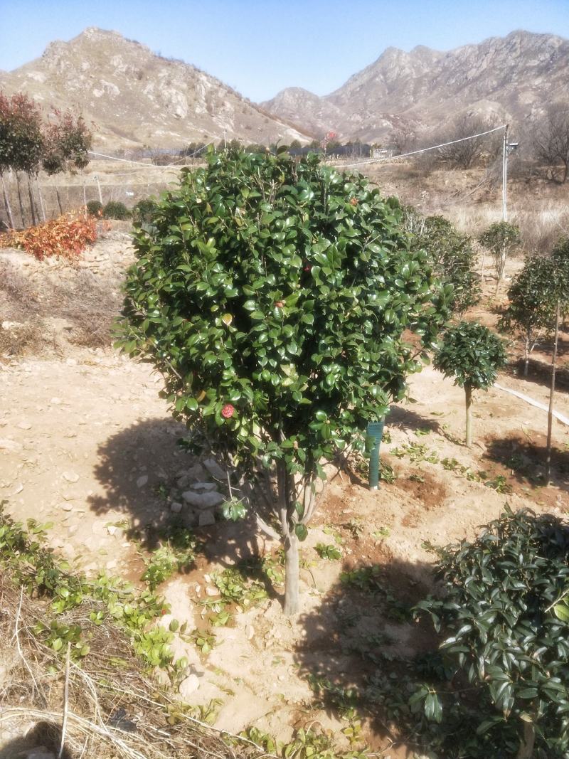 耐冬树山茶花室外越冬品种庭院绿化种植