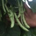 红花肉豆四季豆，量大从优，以质量求生存